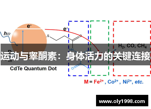 运动与睾酮素：身体活力的关键连接